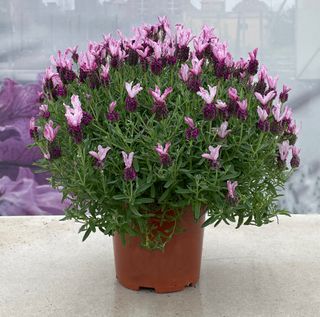 Lavanda da Talea Stoechas Lavinia® Rose Vein