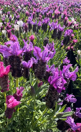 Lavinia® Purple Imp.