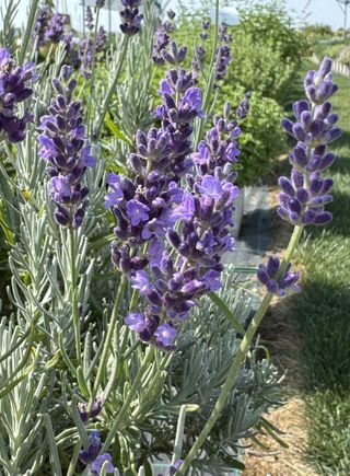 Lavandula X Intermedia Grosso (lavandino)