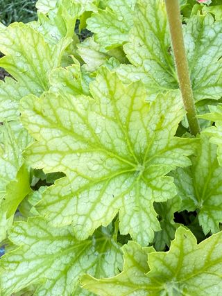 Heuchera hybrids