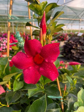 Sundaville Classic Red
