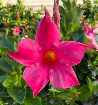 Sundaville Classic Pink