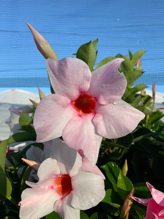 Sundaville Classic Cream Pink