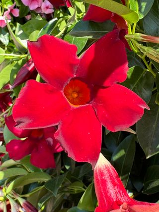 Sundaville Classic Dark Red