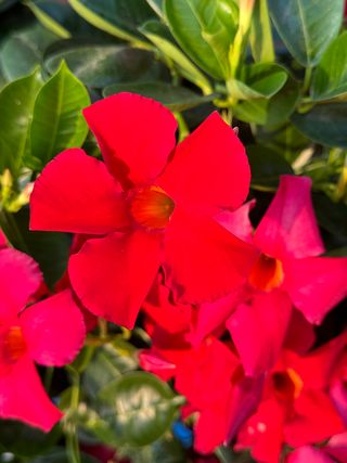 Sundaville Classic Early Scarlet