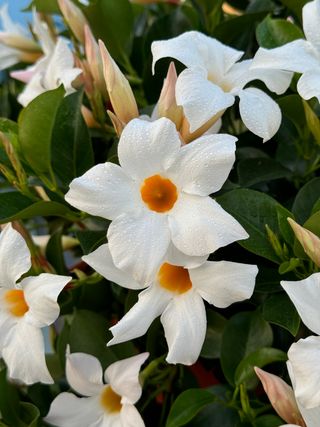 Sundaville Classic White 16