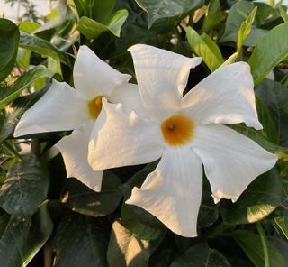Sundaville Classic Big White