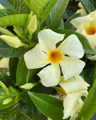 Sundaville Lemon