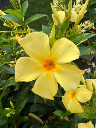 Sundaville Gold