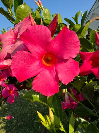 Sundaville Classic Early Pink