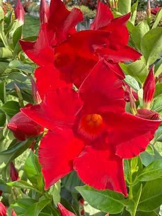 Sundaville Verona Red