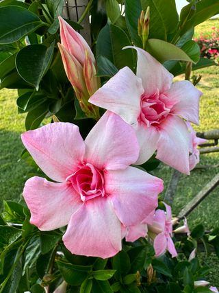 Sundaville Double Blush Pink