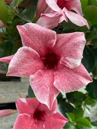 Sundaville Flamingo Pink