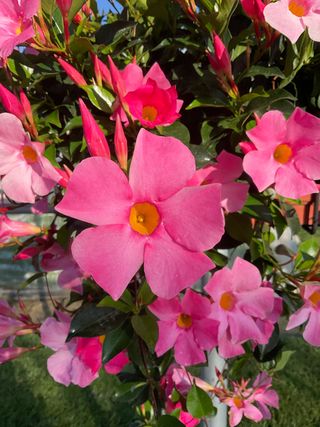 Sundaville Beauty Rose