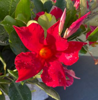 Sundaville Beauty Red