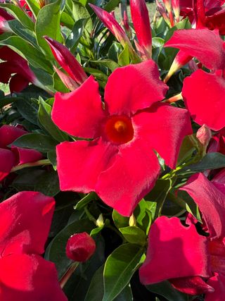 Sundaville Beauty Vermillion