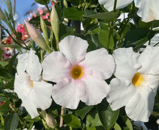 Sundaville Beauty White