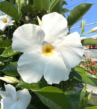 Sundaville Cosmos White