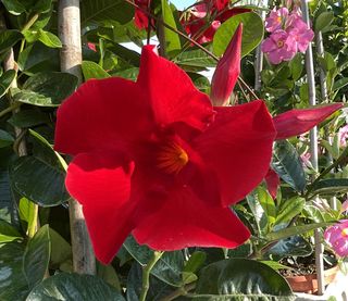 Sundaville Cosmos Carmine Red
