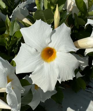 Q-deville Ainia White