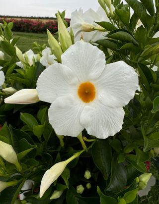 DIPLADENIA WHITE (GPMAN 1104-1-A) - Lorenzo Biondelli