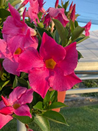 DIPLADENIA SHOCK PINK (GPMAN 1105-10-B) - Lorenzo Biondelli