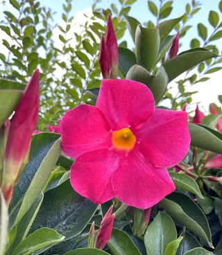 DIPLADENIA PINK (GPMAN 8115-11) - Lorenzo Biondelli