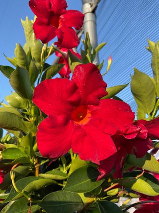 DIPLADENIA BRILLIANT RED (GPMAN 3102-2) - Lorenzo Biondelli
