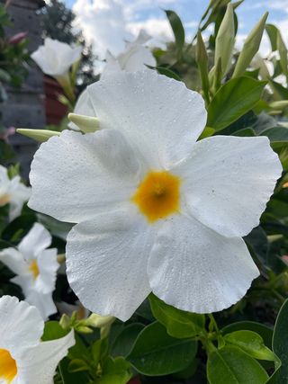 DIPLADENIA WHITE DARK LEAF (GPMAN 1104-45) - Lorenzo Biondelli