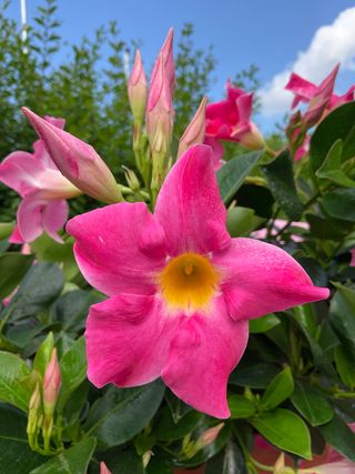 DIPLADENIA ROSE(GPMAN 1105-15-B) - Lorenzo Biondelli