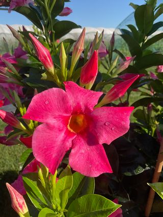 Dipladenia Pink W. Eye (gpman 6111-51)