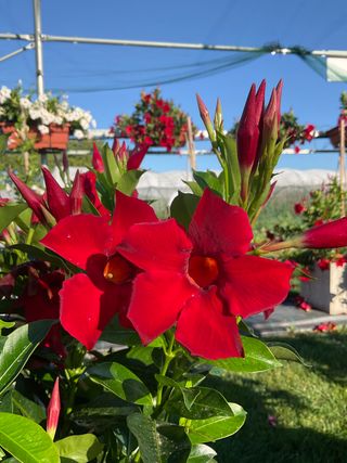 Dipladenia Velvet Red (gpman 6111-50)