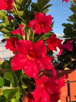 DIPLADENIA RED (GPMAN 7109-2) - my new shop