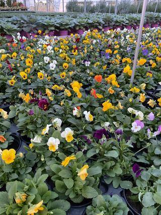 Viola Cornuta - Pansè - Garden La Fiorita di Dalla Nora Alice