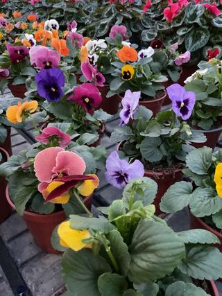 Viola del pensiero - Pansè - Garden La Fiorita di Dalla Nora Alice