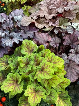HEUCHERA HYBRIDS - Garden La Fiorita di Dalla Nora Alice
