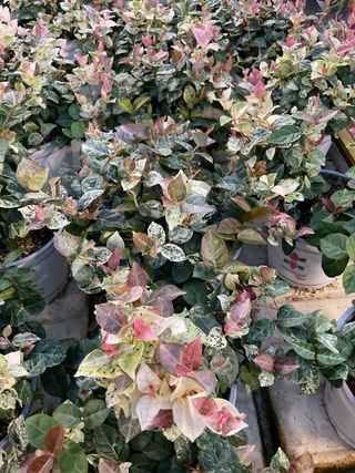 Trachelospermun Tricolor - Garden La Fiorita di Dalla Nora Alice