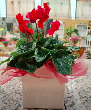 CICLAMINO - FLORGARDEN BET SOC. AGR. S.S.