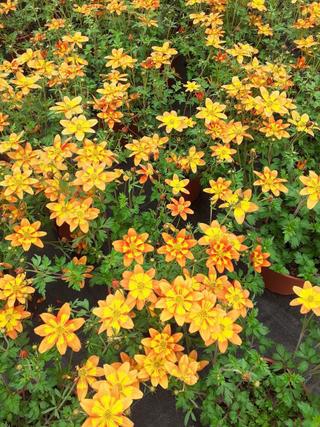 Florgarden Bet Soc. Agr. S.s. a Vittorio Veneto - 5