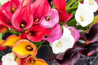 Florgarden Bet Soc. Agr. S.s. a Vittorio Veneto - 6