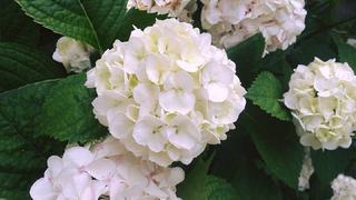 Florgarden Bet Soc. Agr. S.s. a Vittorio Veneto - 7
