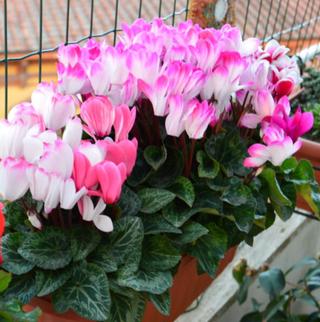 Ciclamino rosa - DELAINI FIORI S.S. SOCIETA' AGRICOLA