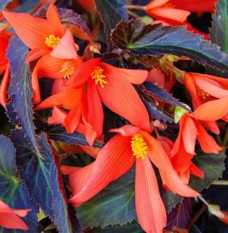 Begonia Y - 2