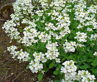 Begonia Y - Gruppo Padana s.s.