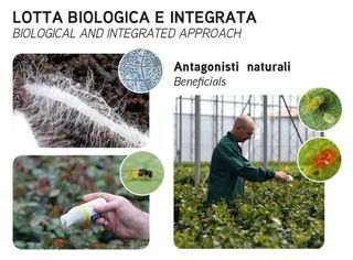 Gruppo Padana s.s. - 9