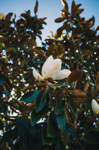 MAGNOLIA GRANDIFLORA - Azienda Agricola - Vivaio Mares Tiziano