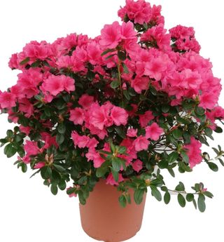 azalea - Floricoltura Pargoletti
