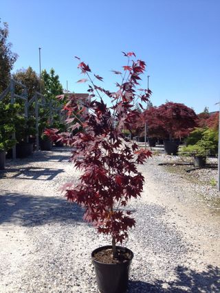 acero palmato rosso - Floricoltura Pargoletti