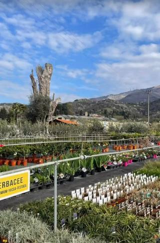 azienda florovivaistica Locatelli Franco e figli - 6