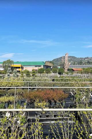 azienda florovivaistica Locatelli Franco e figli - 7